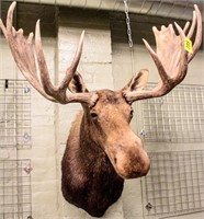 Taxidermy Bull Moose Bust Mount Trophy LARGE