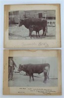 Early Livestock Photographs