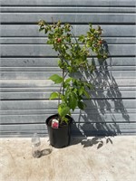 Large Red Raspberry Plant