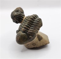 Twin Rheedops Trilobite from Morocco 385 MYO