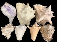 Lot of Large Conch Shells