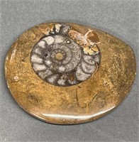 Polished Fossil