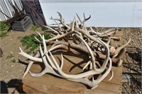 Pallet of Horns/Antlers