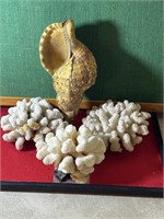 Seashell & Coral