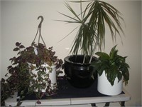 3 House Plants