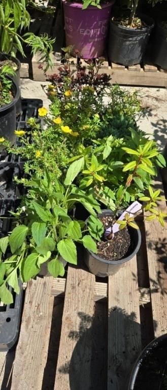 Online Nursery Plant Auction 6/20