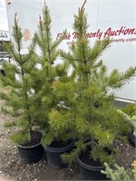 5 - 5' - 6' Pine Trees - Each-Vulcan Lot
