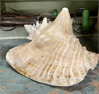 CONCH SHELL