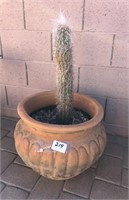 Terra Cotta Planter/ Cactus