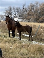 Broodmare Canadian Warmblood-READ!