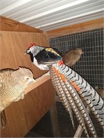 1-Doz Amherst pheasant & red golden pheasant eggs