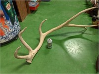 Large 6 Point Elk Shed