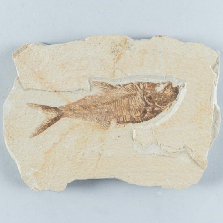 FOSSILIZED FISH