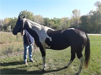 Reg 4 year old Paint mare