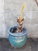Palm.tree in glazed terracotta pot