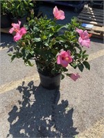 Pink Hibiscus Bush