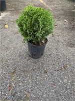 3G Globe Arborvitae