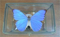 Large Blue Butterfly  (Phengarias) & Terrarium 8"l