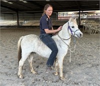 Aged Welsh Pony Gelding