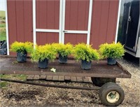 5 Gold Mop Cypress Plants