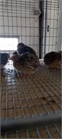 small browm quail