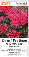 4- PERENNIAL BEE BALM RED DWARF