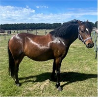 (VIC) DARCY - WELSH A GELDING