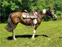 Nova - Bay & White MFT Mare