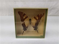 Taxidermy Butterfly Specimen Display