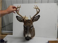 Mounting board for antlers