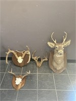 White Tail Deer Taxidermy & More