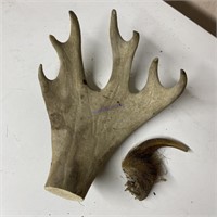 Piece of Moose Antler w/ Bear Claw