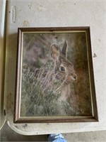 Rabbit photo
