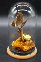 Taxidermy Butterfly in Glass Display Dome