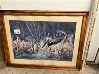 Framed print of duck taking off