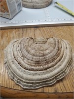 7 inch conk mushroom