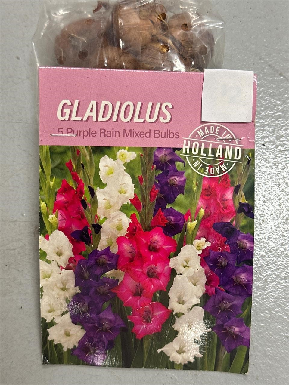 Gladiolus