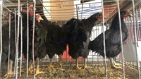 6 Black Autralorp Cockrels
