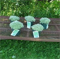 5 Perennial Silver Mound Plants