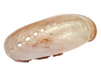 Collectable Mollusk Shell Size9x5x1cm