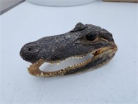 Authentic small novelty alligator head