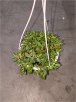 Small Hanging Basket