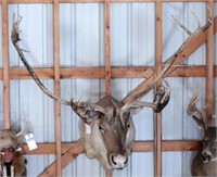 Caribou Head Mount