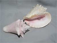 2 pcs Ocen Conch Shells