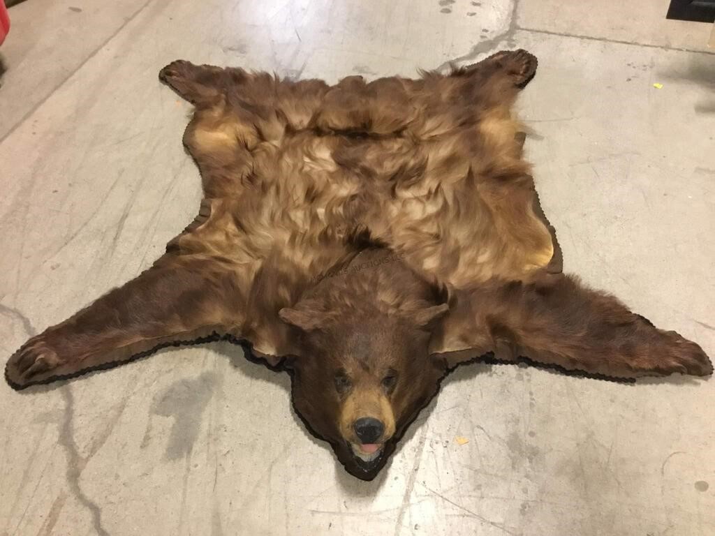 Taxidermy Brown Bear, Rug Mount w/ Claws. VG