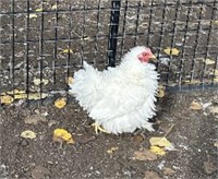 4 Unsexed-White Frizzle Cochin Bantam Chicks