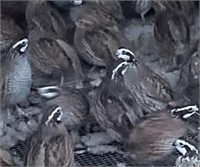 Pair-Bobwhite Quail