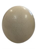Large Hollow Blown Out Ostrich Eggshell