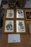 4-Botanical prints 9"x12", shadowbox flower
