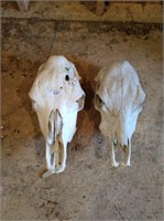 Pair of Cow Skulls